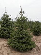 Engelmann Spruce